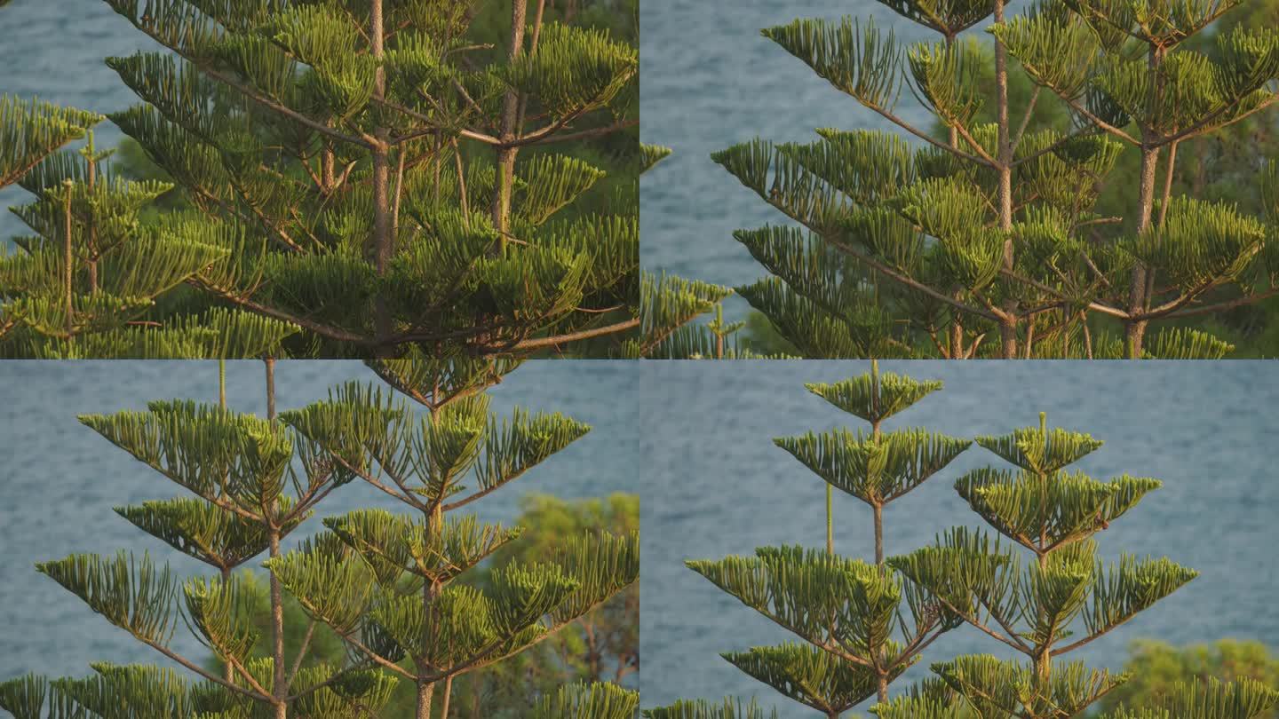 土耳其松。针叶树的一种。这种树是诺福克岛特有的。本地名诺福克。有时被称为星松，没有刺，不会掉针