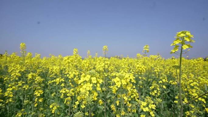 油菜花