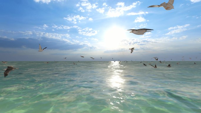 海鸥和阳光