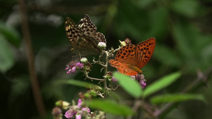 A在黑莓花上觅食的银色贝母(Argynnis paphia)和绿色贝母(Argynnis paphi
