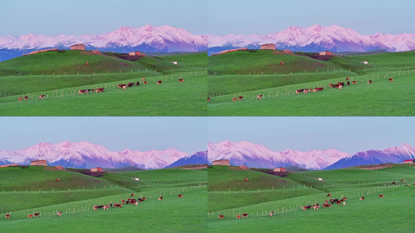 雪山下的生态牧场（新疆琼库什台）