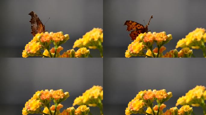 重庆北碚空中花园里飞舞中的蝴蝶