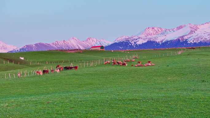 新疆高山草原雪山牧场