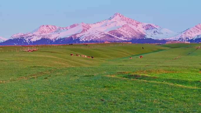 新疆雪山草原日照金山牧场