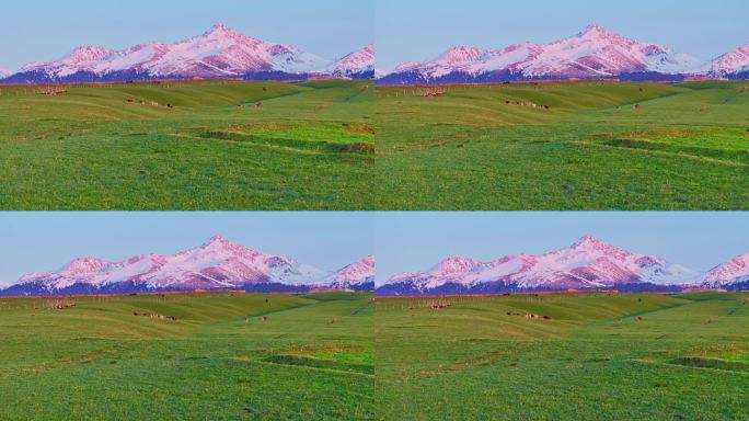 新疆雪山草原日照金山牧场