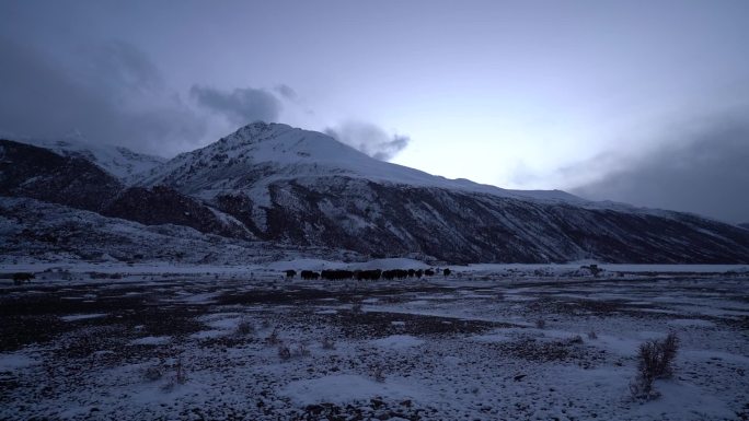 西藏那曲 萨普冰川山下的藏民放牧牦牛