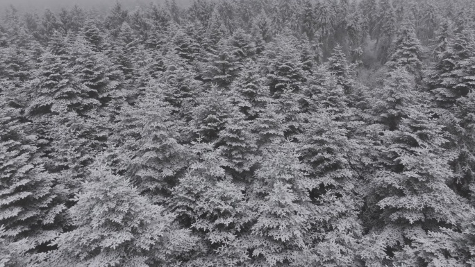 大瓦山森林下雪冬季氛围风景航拍