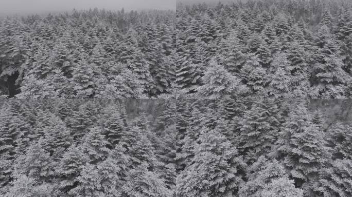 大瓦山森林下雪冬季氛围风景航拍