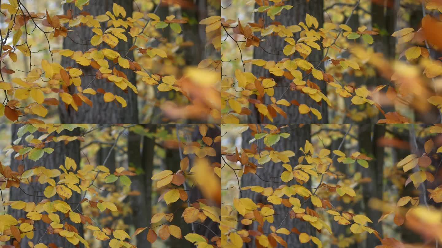 色彩斑斓的秋日森林，柔和的光线，紧拍