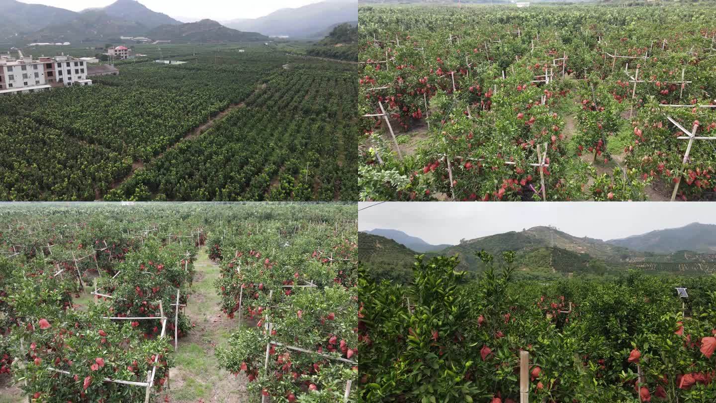 漳浦县长桥农场柚子种植运输