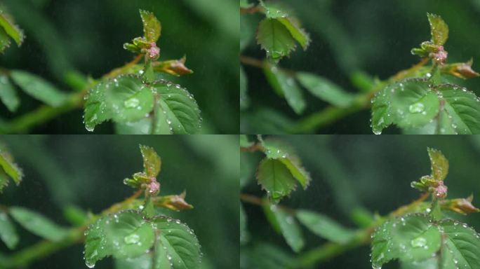 月季 绿叶 细雨 4