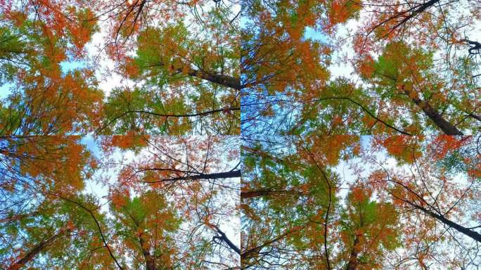 金色的秋天彩色的树叶