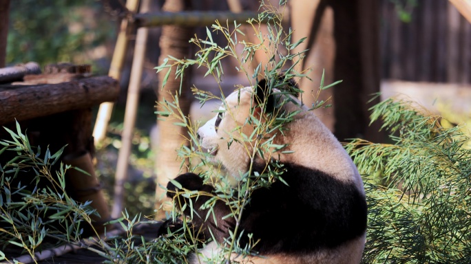 杭州动物园大熊猫香果吃竹子8K实拍