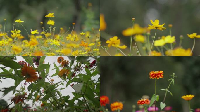 公园五颜六色花朵4K原创自然唯美微距特写