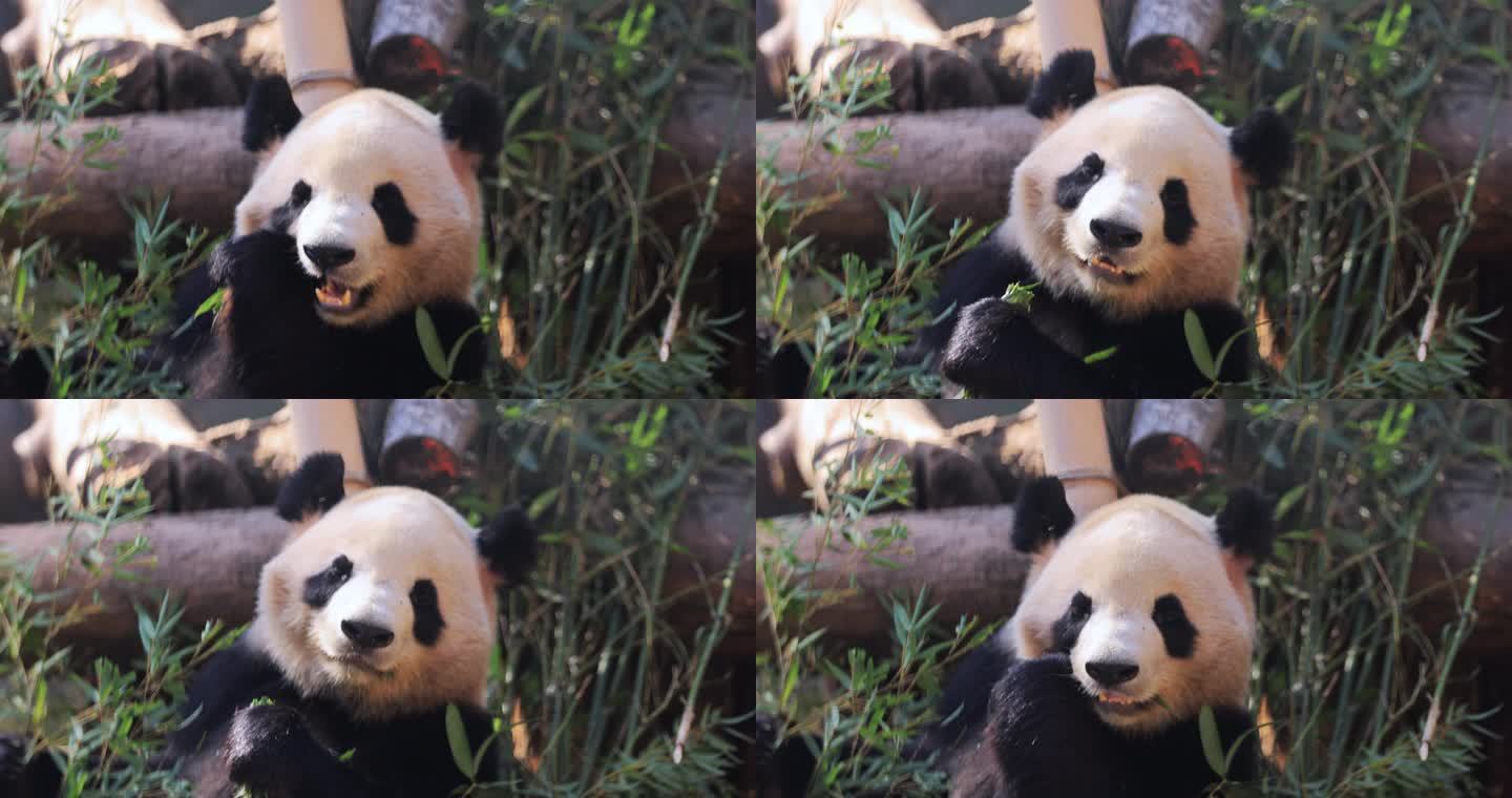 大熊猫吃竹子8K实拍