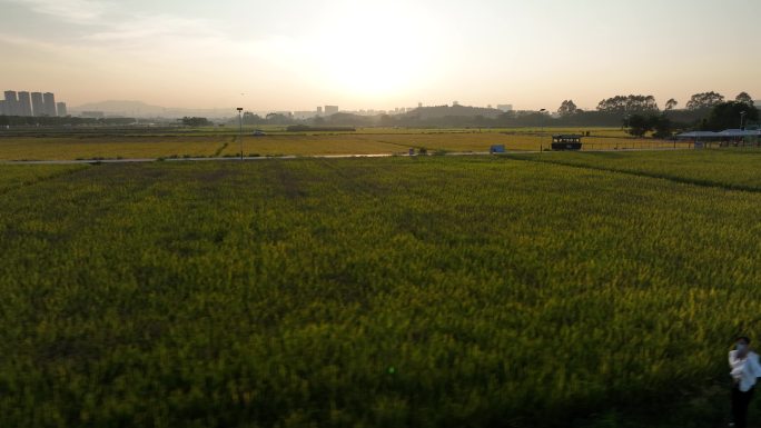 无人机高速飞过稻田
