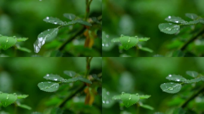 月季 绿叶 细雨 15