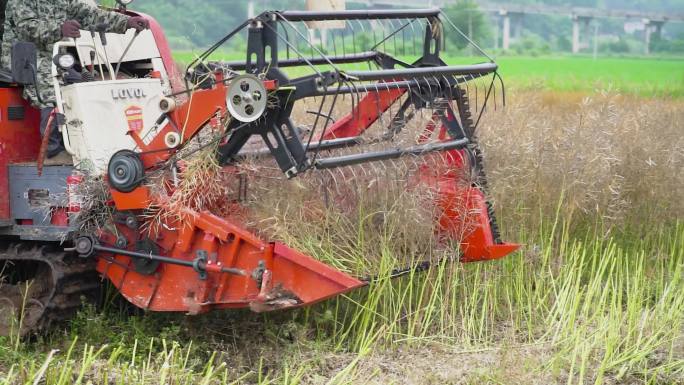 4K夏季油菜收割球手实拍视频