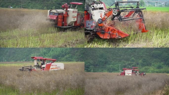 4K夏季油菜收割球手实拍视频