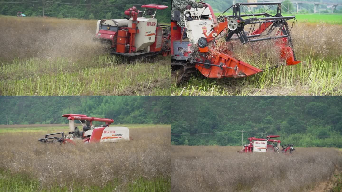 4K夏季油菜收割球手实拍视频