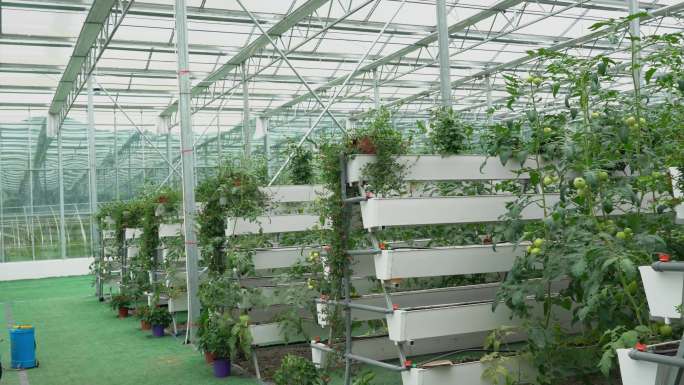 4K现代化室内钢架温室大棚西红柿种植实拍