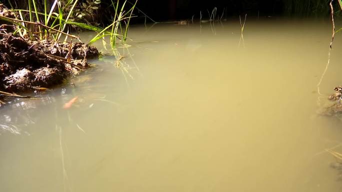 禾虫 疣吻沙蚕 海水稻 稻田 近海