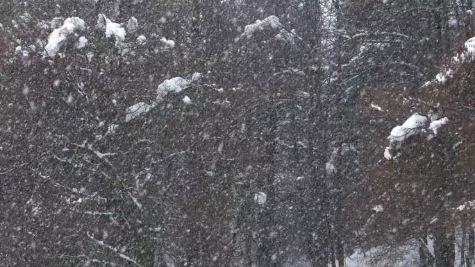 特写:巨大的雪花从天空落下，覆盖了乡村的风景