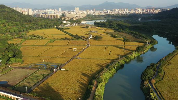 广州从化艾米稻香小镇稻田风光航拍