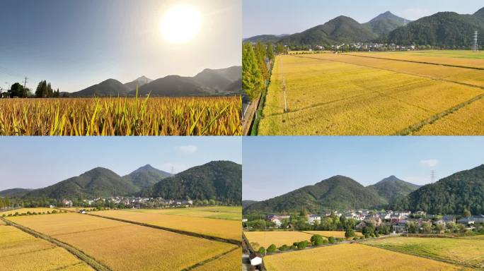 新农村乡村秋季丰收水稻超清4K60帧航拍