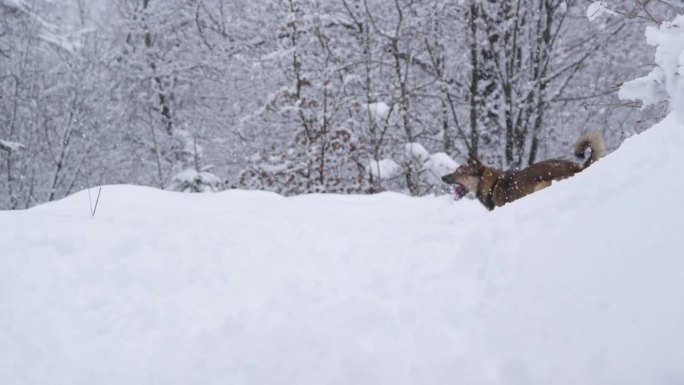 大雪的冬天，一只顽皮的狗在厚厚的雪里跑来跑去，跳来跳去