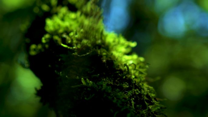 大森林微观植物大自然微距绿色生态稀有物种
