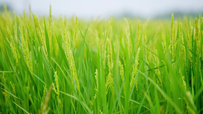 未成熟水稻田