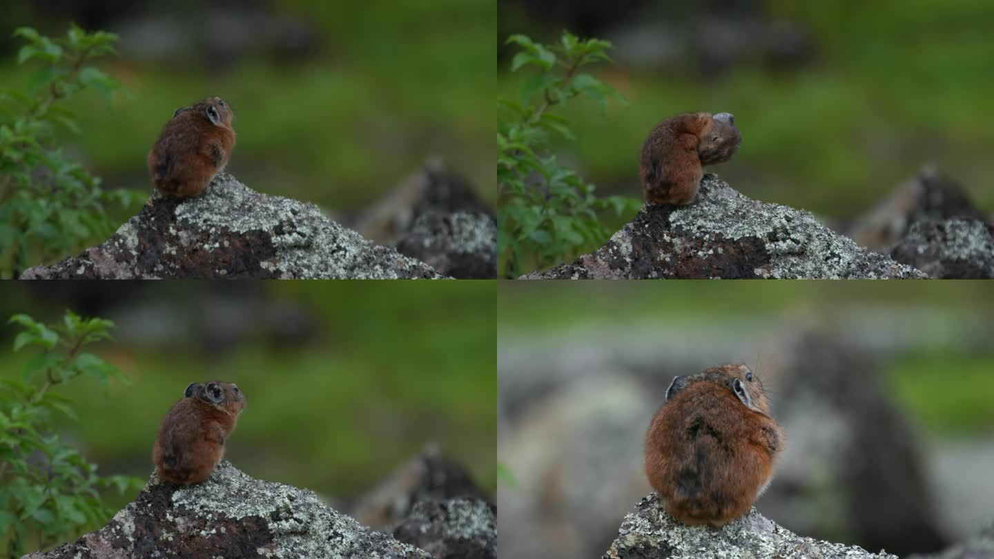 高原鼠兔稀有小动物罕见可爱鼠兔4K超高清