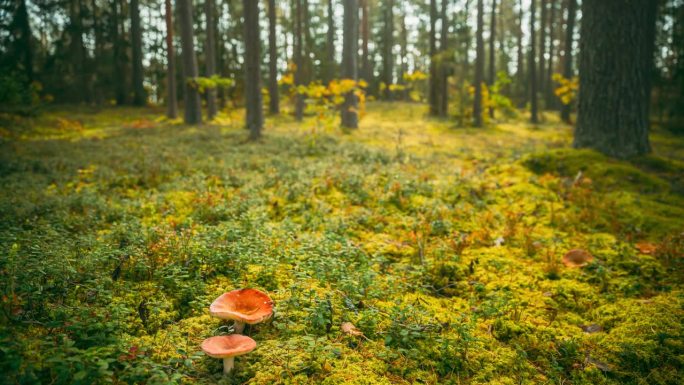 白俄罗斯、欧洲。延时蘑菇。吐菇，吐菇，或呕吐菇，是担子菌蘑菇。秋天的森林。有条件食用的真菌。阳光明媚
