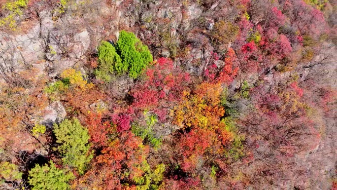 航拍枣庄山亭抱犊崮秋天的红叶银杏树