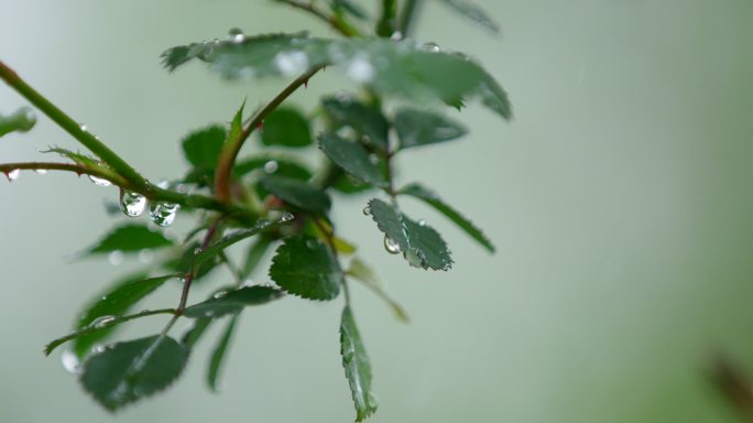 月季 绿叶 细雨 8