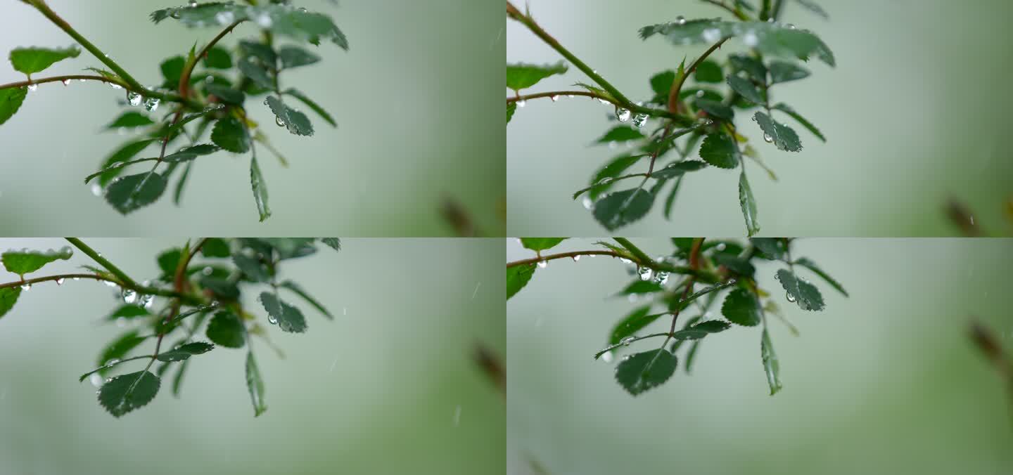 月季 绿叶 细雨 8