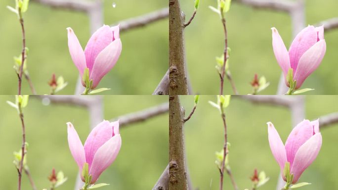 玉兰花 绿叶 细雨 7