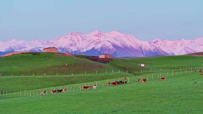 新疆雪山下的天然牧场