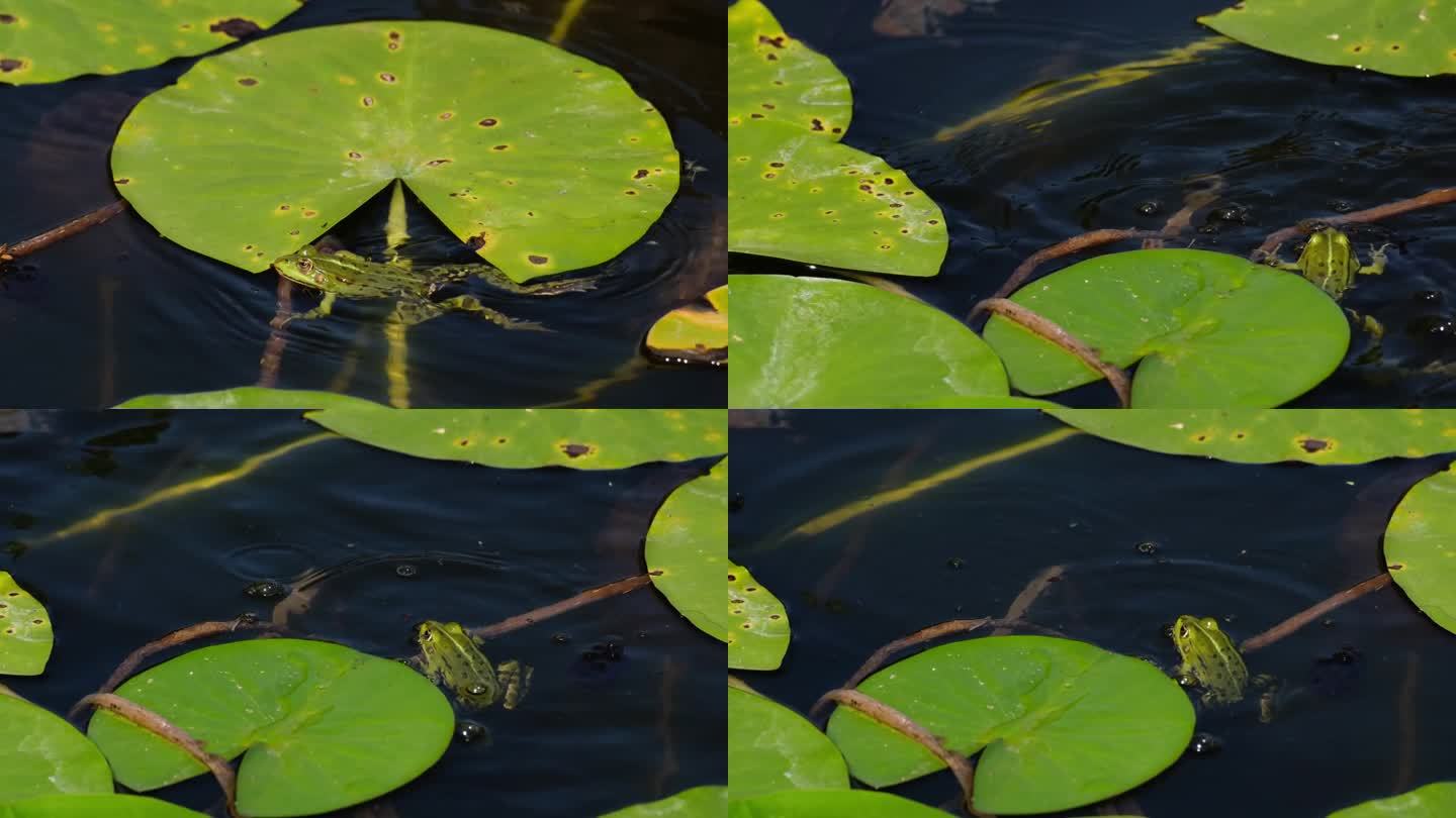 一只绿色的青蛙正在捉并吃掉一只昆虫