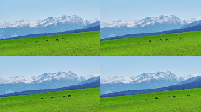 航拍新疆雪山下的草原