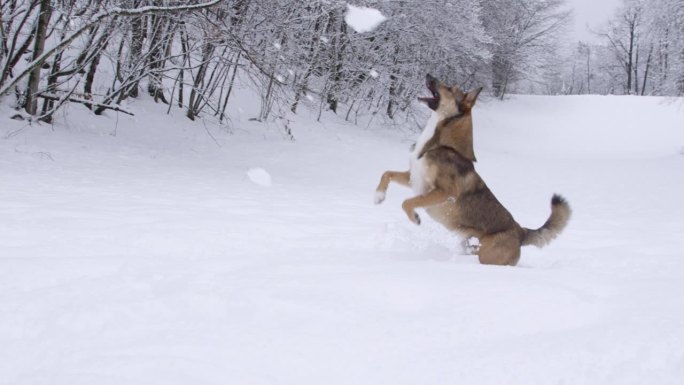 一只可爱的棕色小狗正在享受刚刚下过的雪，追逐着飞舞的雪球