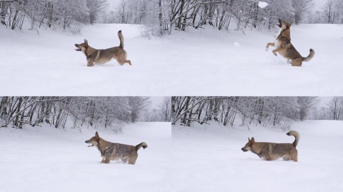 一只可爱的棕色小狗正在享受刚刚下过的雪，追逐着飞舞的雪球
