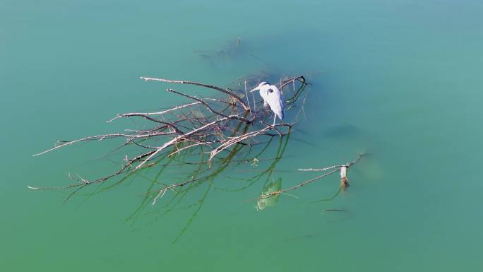 江湖中心停歇的鸟