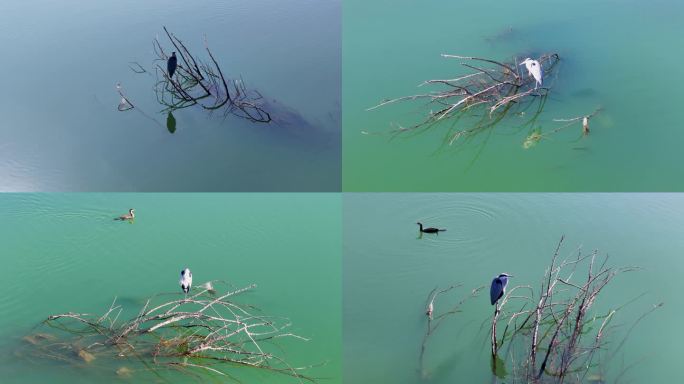 江湖中心停歇的鸟