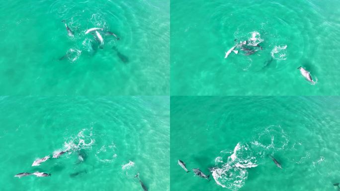 美国加州圣地亚哥的海豚跳跃。