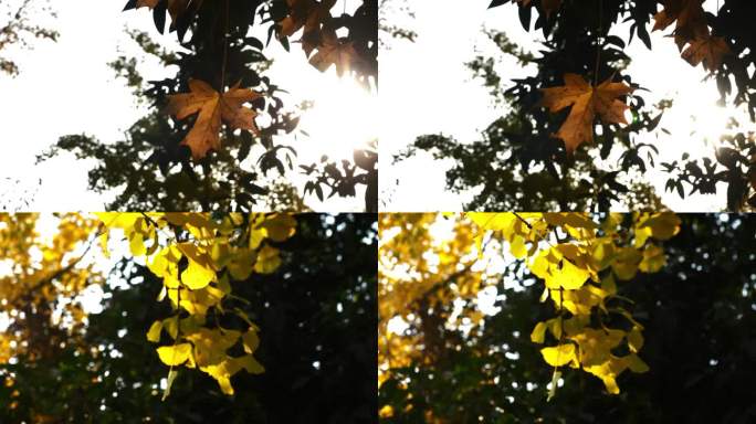午后阳光下的黄色银杏叶树叶