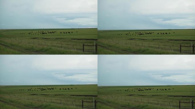牛在远处雷雨的绿草地上吃草