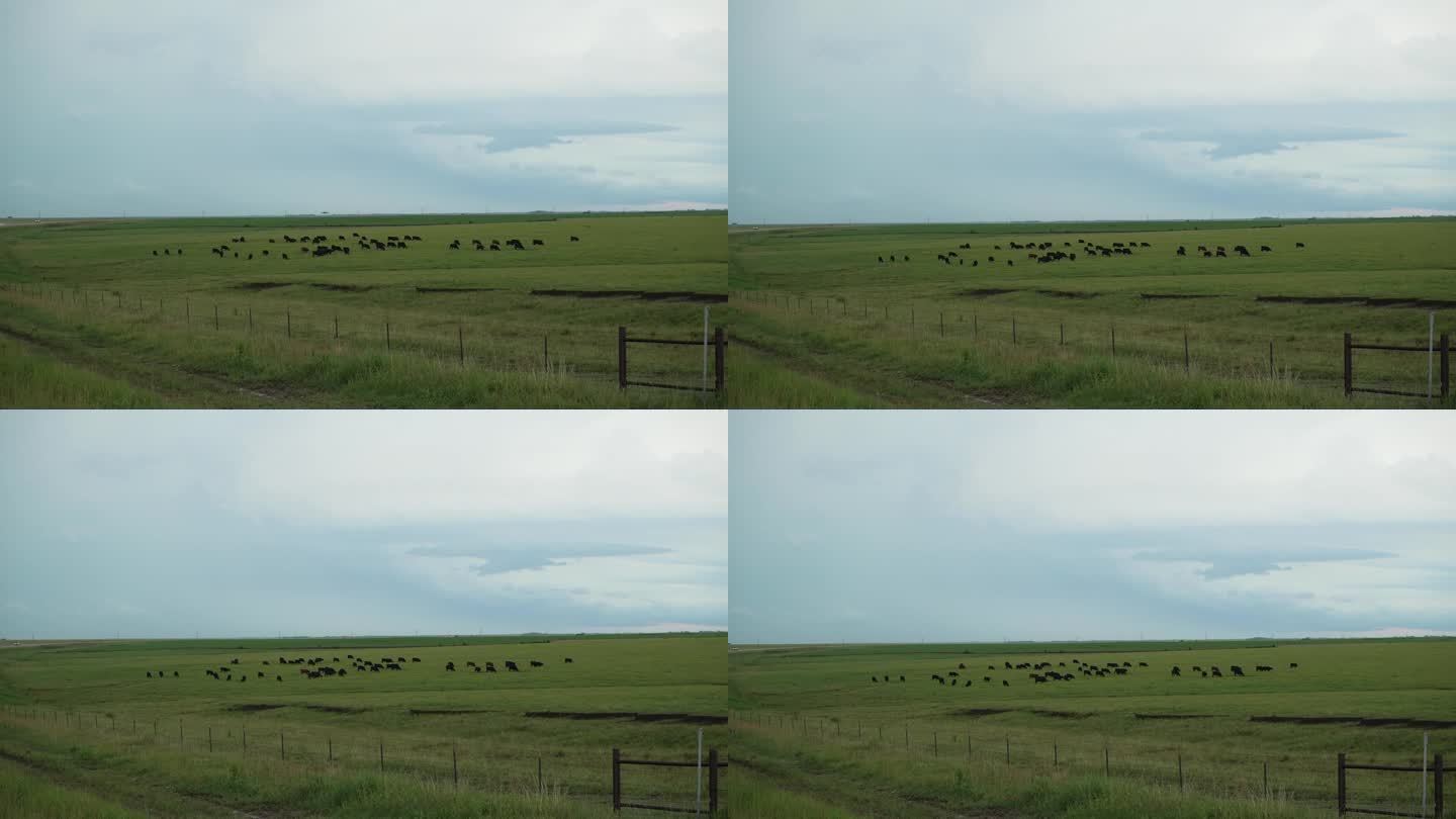 牛在远处雷雨的绿草地上吃草