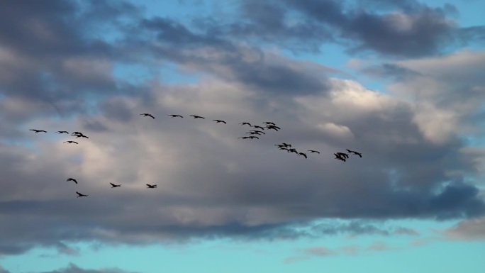 鸟类冬季迁徙。一群鹤在蓝天白云中飞翔。在视频结尾，鹤在岩石后面飞翔